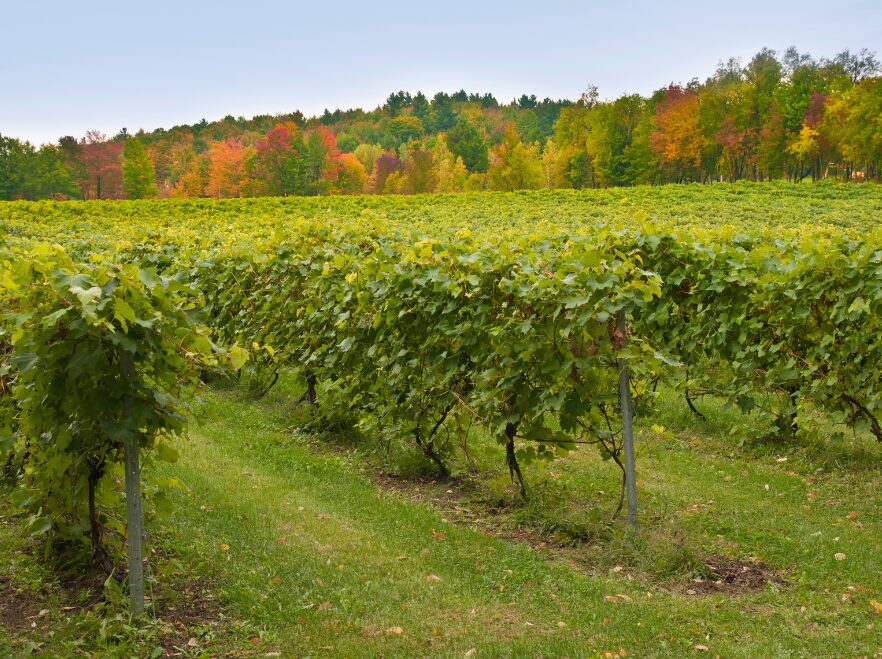Vineyards in the Eastern Townships, Québec Province