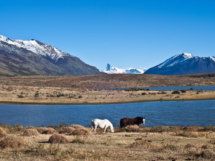 Patagonian horses near El Calafate