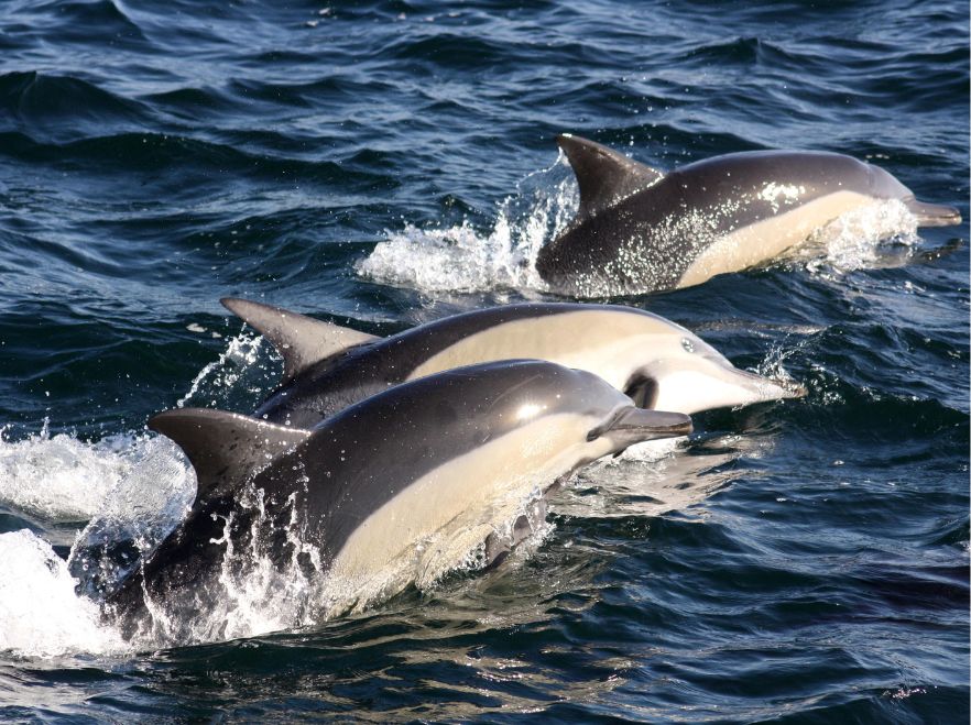 Dolphins spotted near Birkenhead House, Garden Route