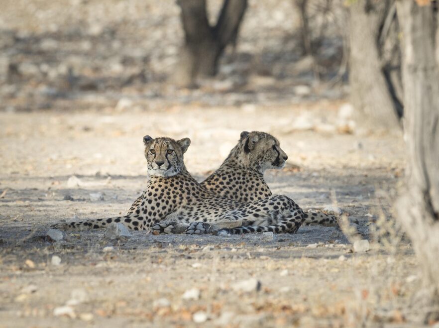 Cheetahs spotted near Ongava Lodge