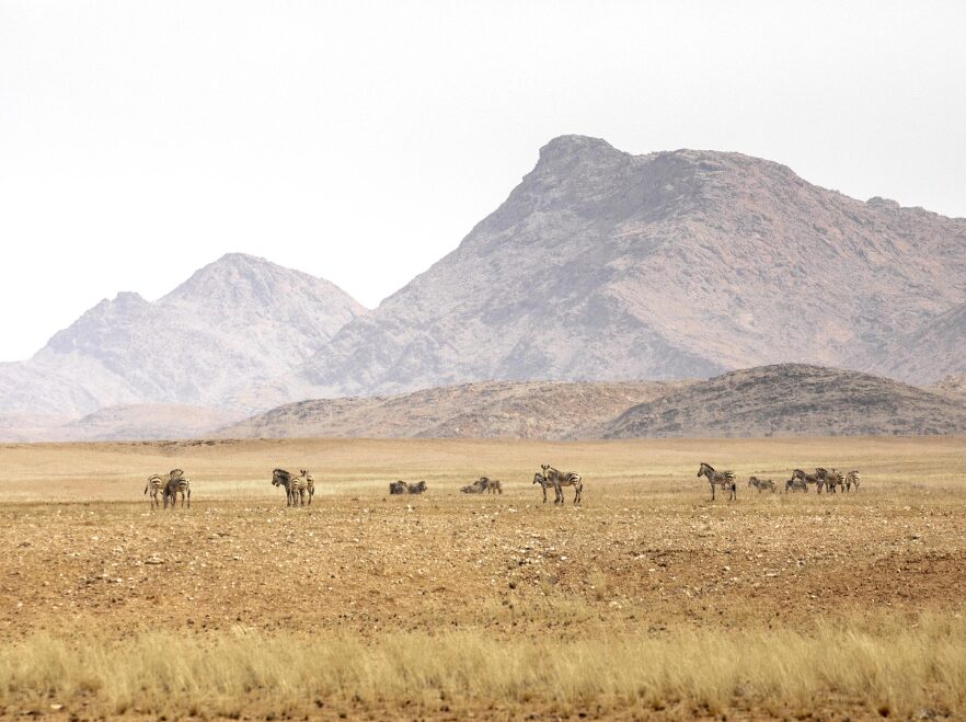 Wildlife near Serra Cafema, the Kunene River