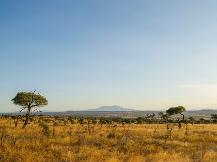 Kuro, Tarangire, Tanzania