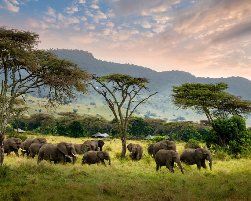 Elephants passing by Angama Safari Camp