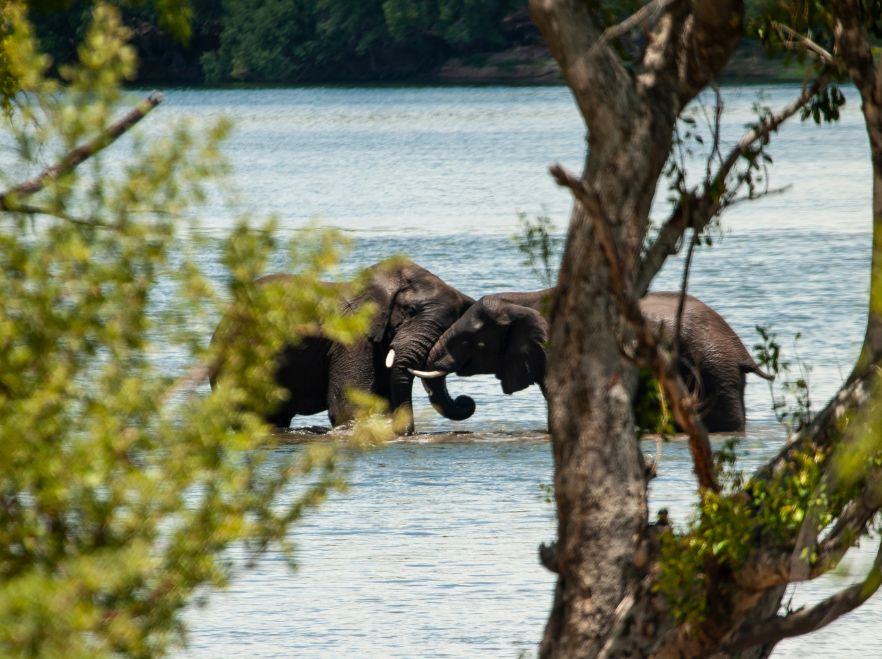 Elephants bathing near Victoria Falls GETTY