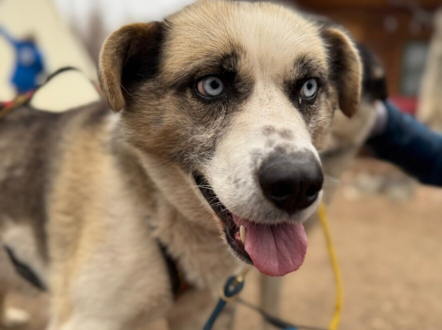 Sled dog in Manitoba JG