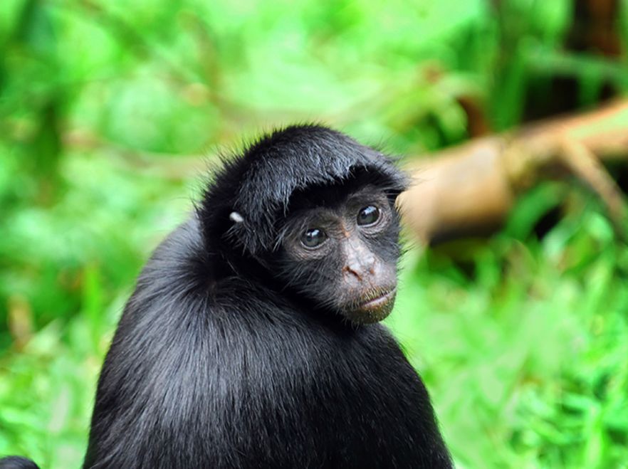 Aqua Nera, Peruvian Amazon
