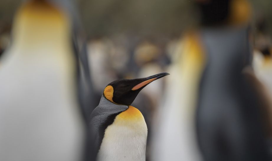 King penguin, South Georgia - Swann