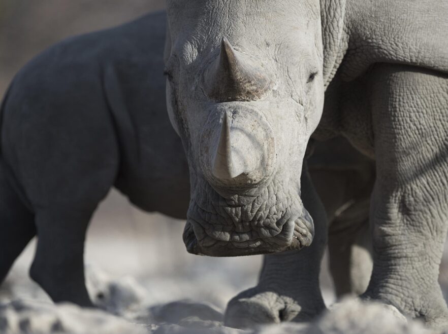 Rhino near Ongava Lodge