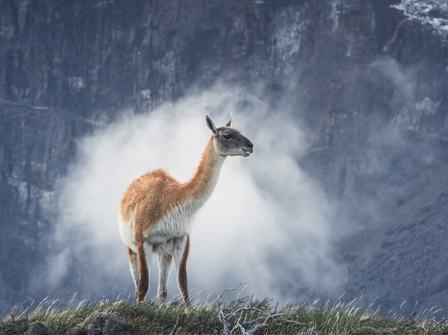 A guanaco in the mist
