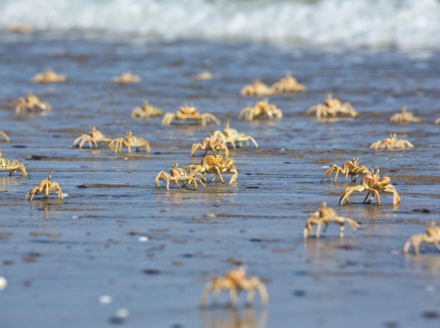 Crabs on the beach near Shipwreck Lodge