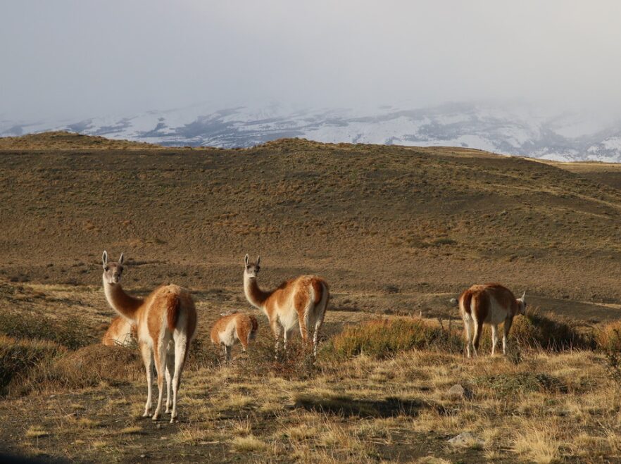 Guanacos in Torres del Paine