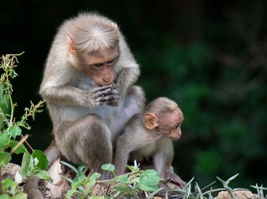 Bonnet Macaques in Kerala GETTY