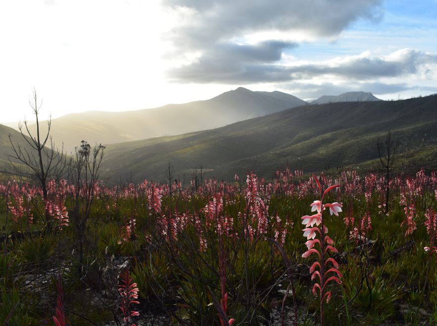 The beautiful Garden Route, South Africa