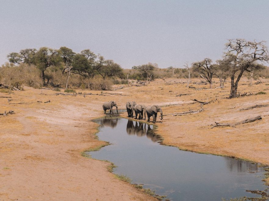 Savute Elephant Lodge, Chobe, Botswana