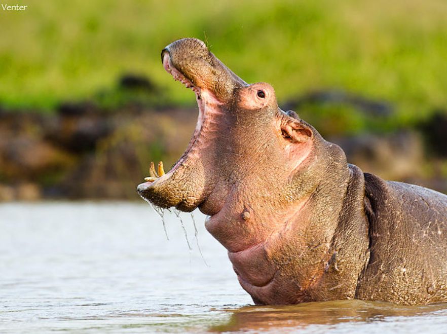 Hippo spotted near Sosian Lodge, Laikipia, Kenya WETU