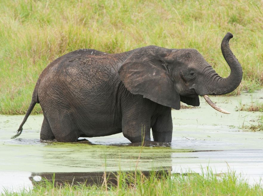 Kuro, Tarangire, Tanzania