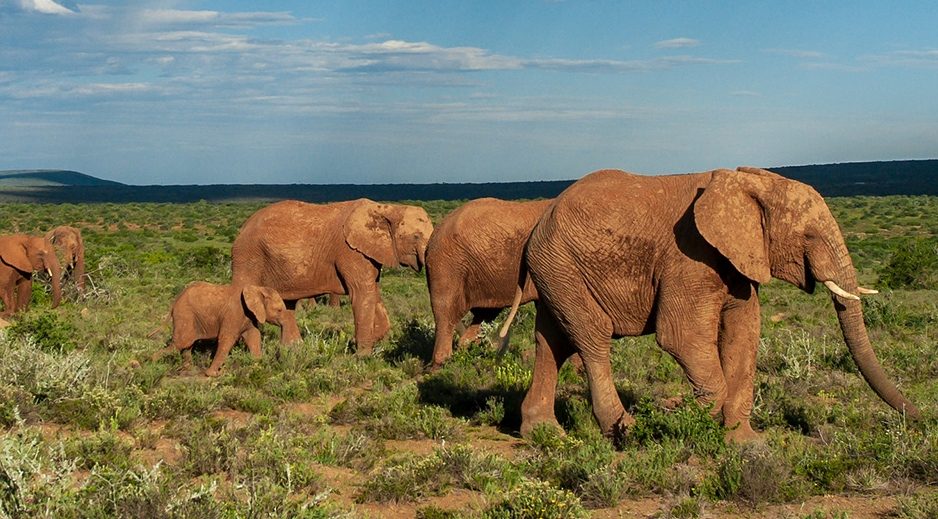 A Honeymoon in South Africa: Whales, Wine and Wildlife