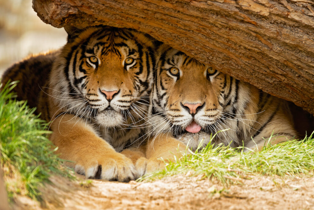 Indian safari to see the Bengal Tiger