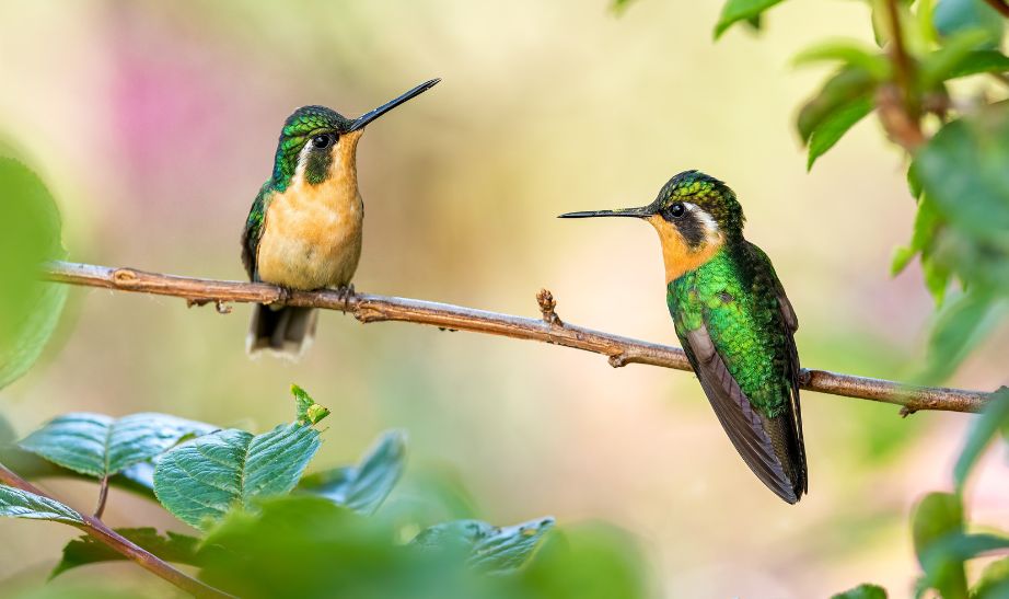 Extraordinary Costa Rica