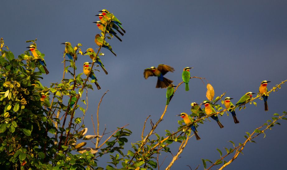 Birds-Zambia-l-