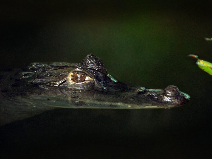 Caiman, Aria Cruise, Amazon Rainforest, Peru