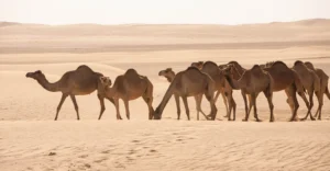 The Middle East