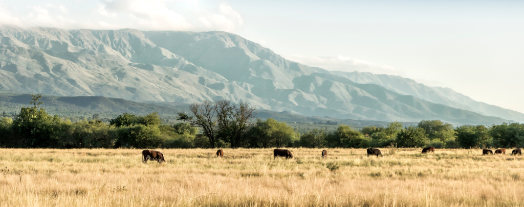 Cows grazing in the countryside near Córdoba, Argentina