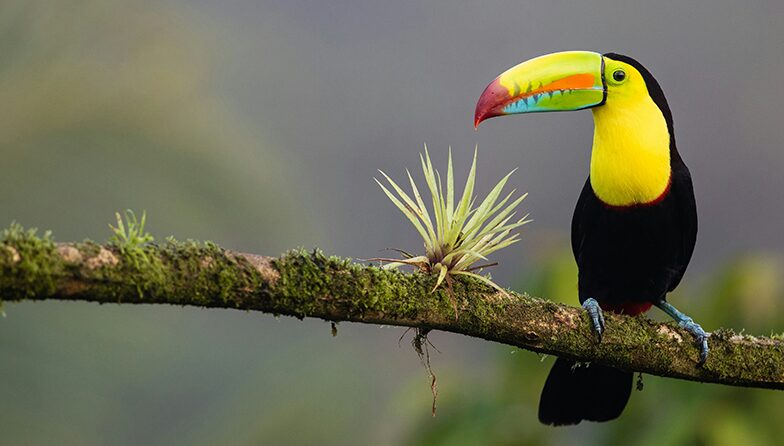 Costa-Rica