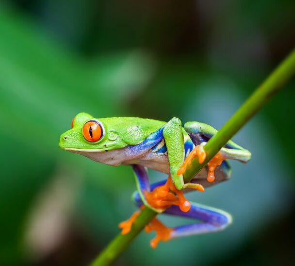 Frog-Costa-Rica-l-e1719240876552