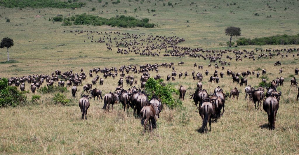 The Great Migration Safari