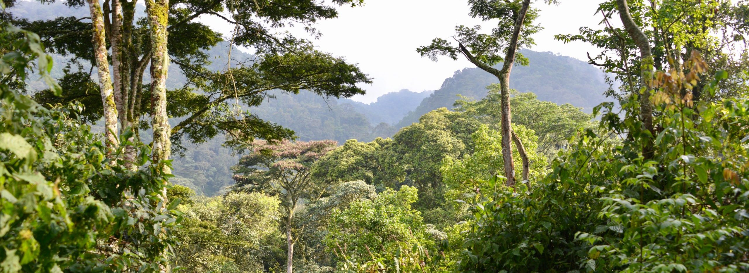 Bwindi Impenetrable National Park