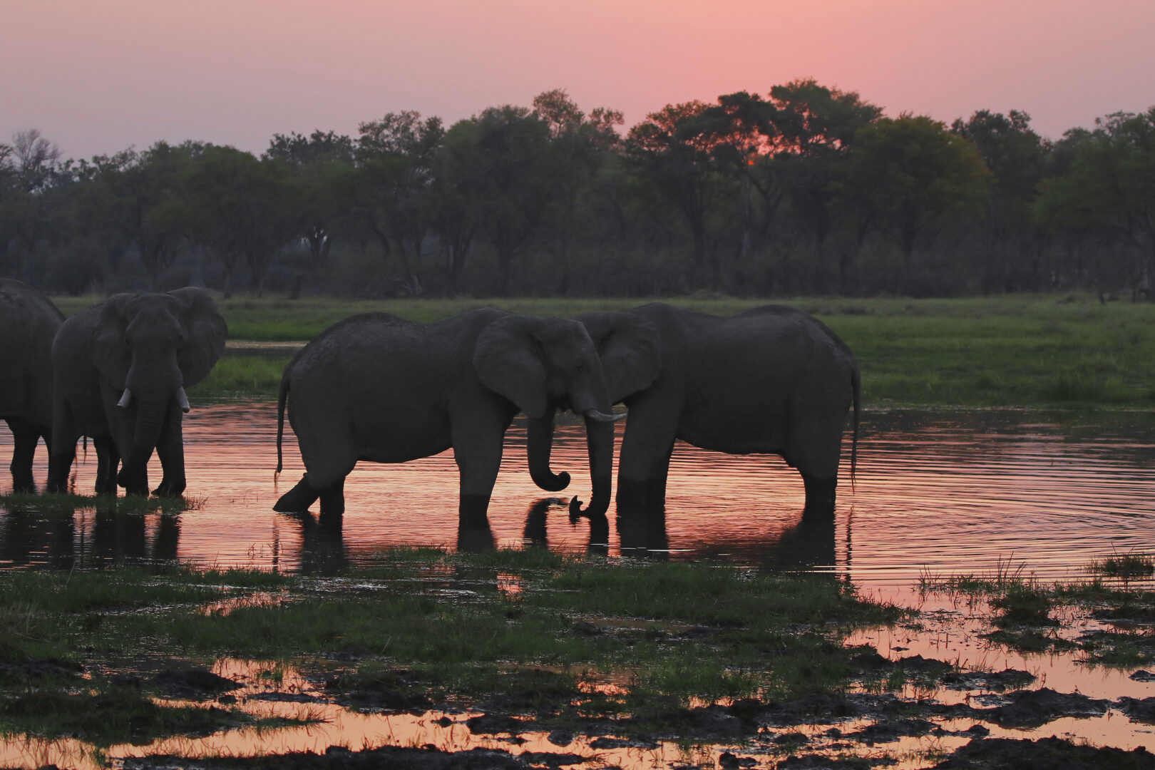 Luxury Botswana Honeymoon