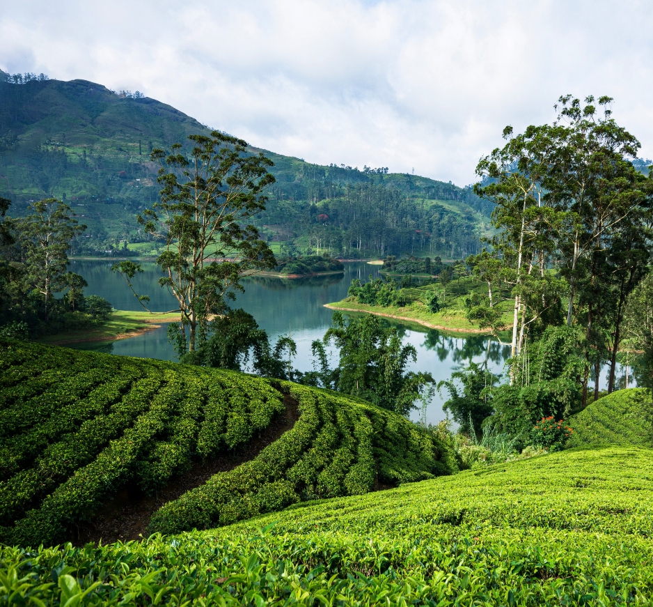 Sri Lanka Uncovered: Tea, Wildlife & Coast