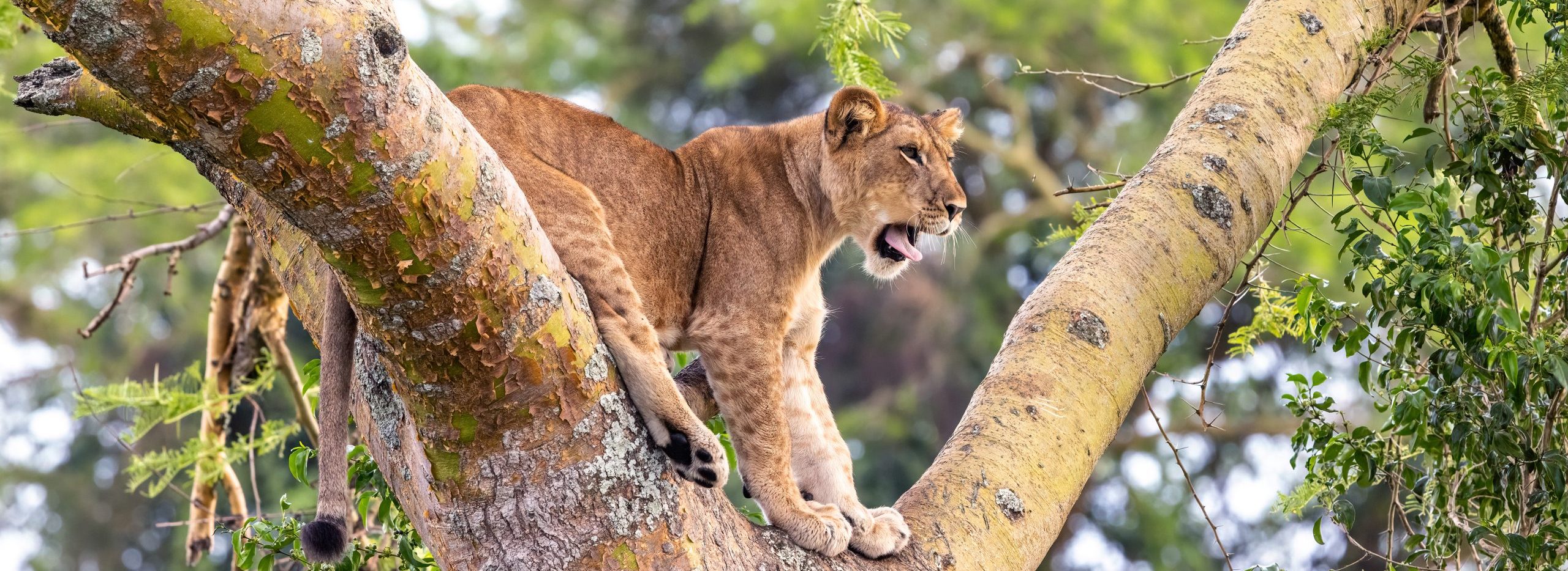 Queen Elizabeth National Park