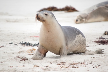 Seal Bay, Australia