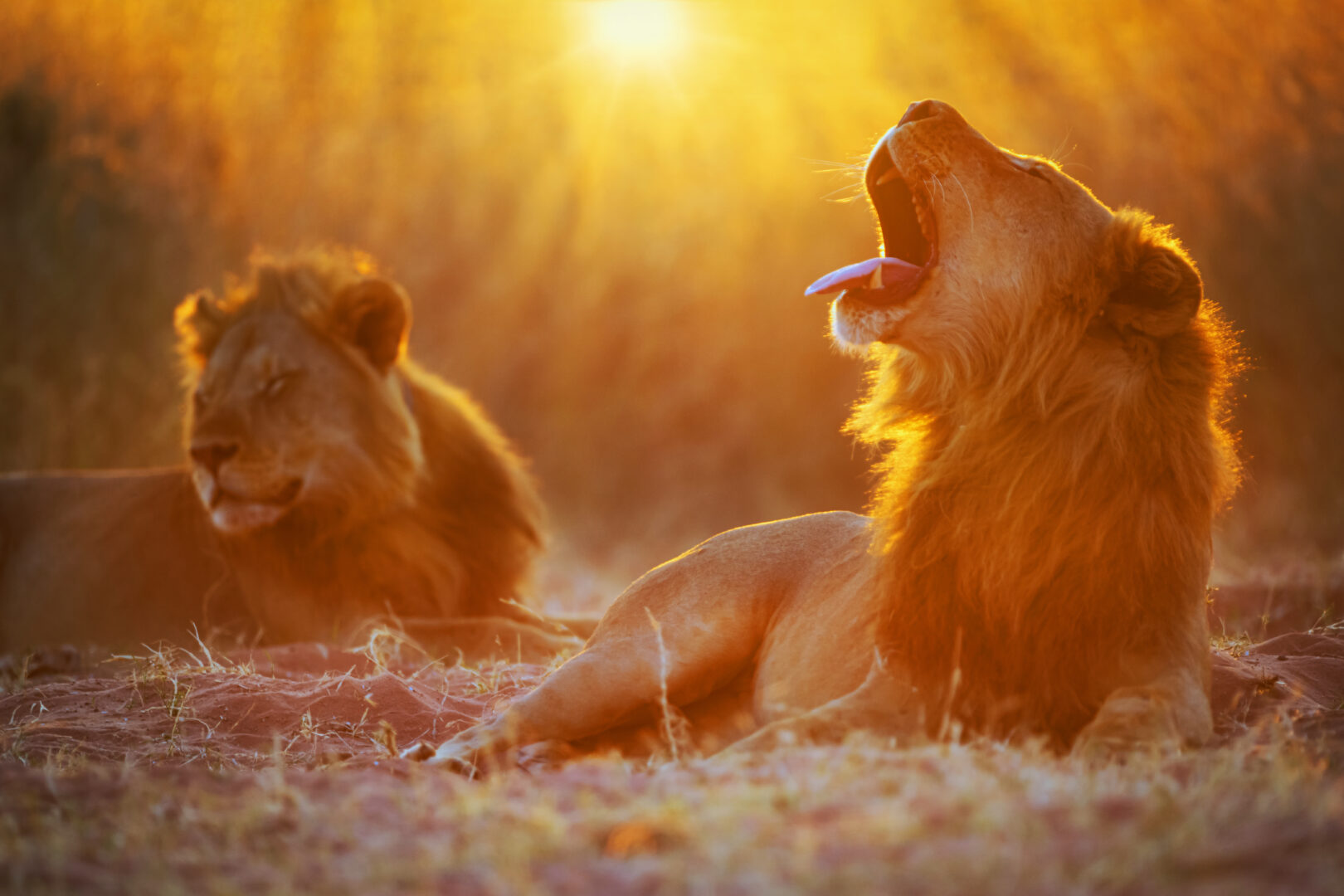 African Big Five Safari