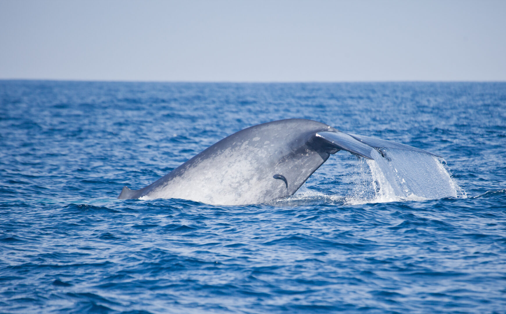 Extraordinary blue whale watching experience in Sri Lanka