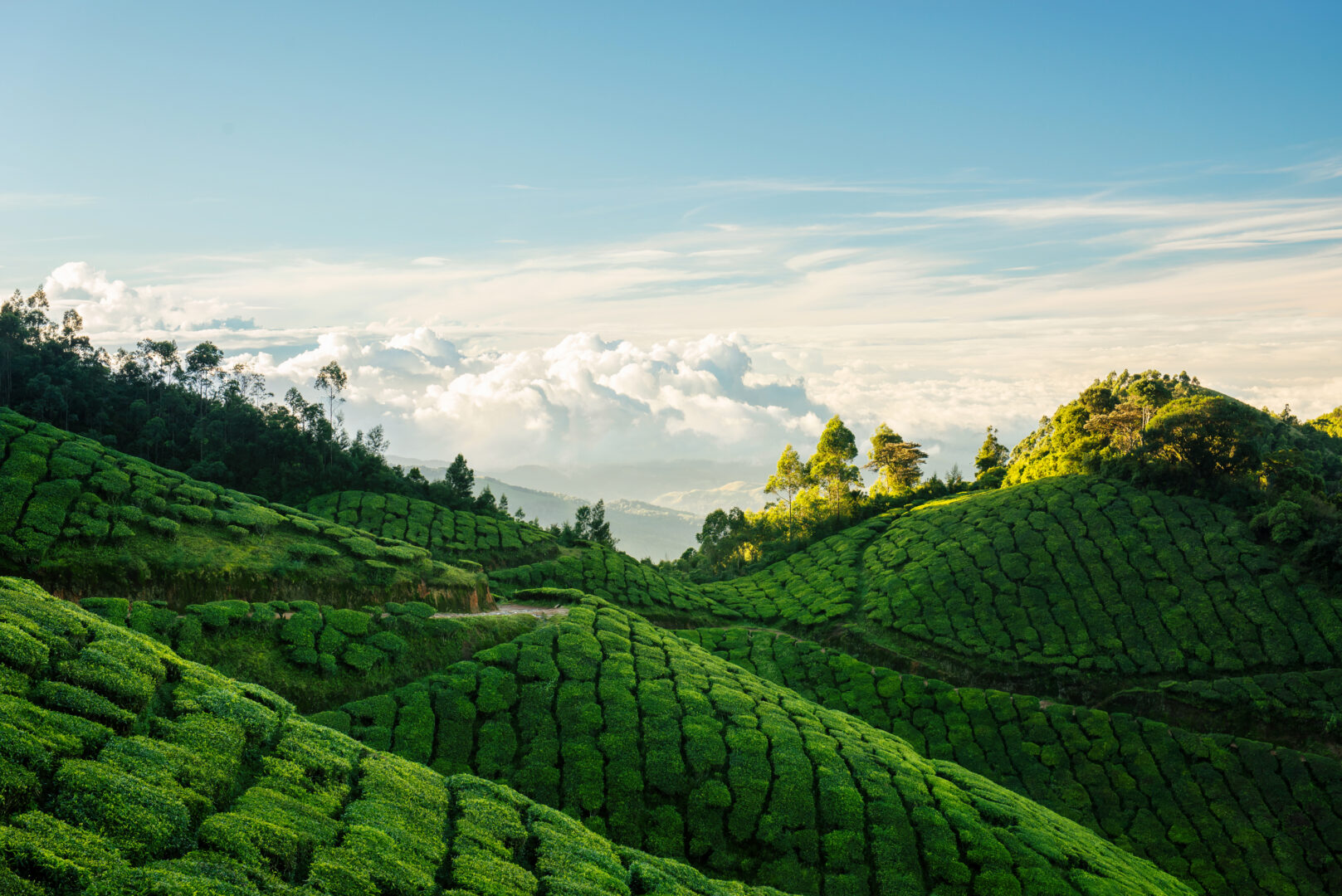 Green hills of Kolukkumalai tea plantations in Munnar