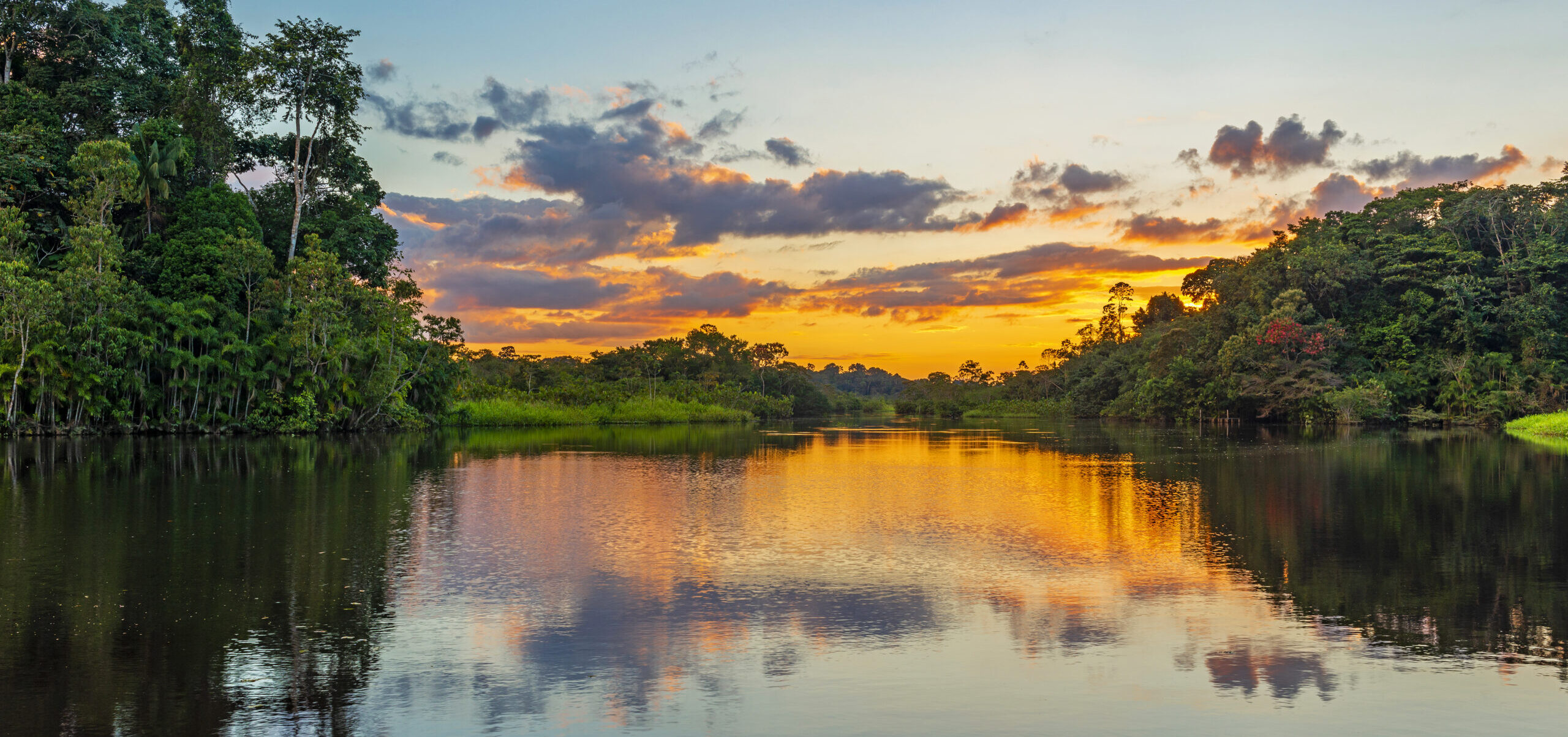 Andes to the Amazon: Paddington in Peru