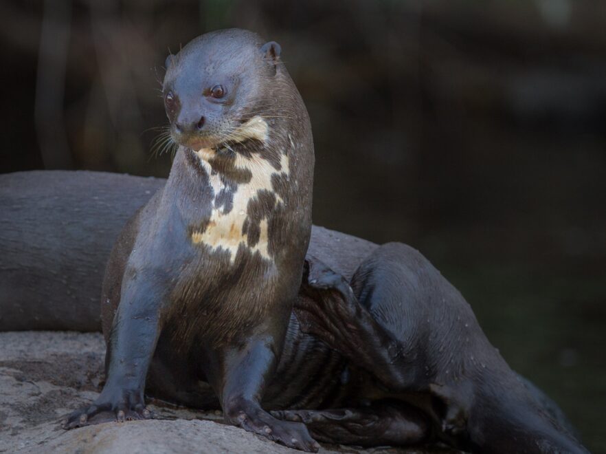 Giant Otter, Cristalino Lodge, Amazon Brazil