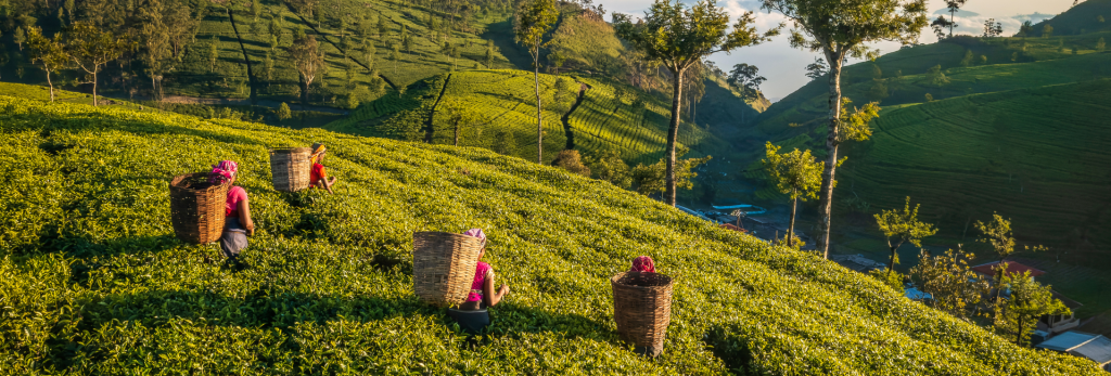 Tea pickers working among the lush tea plantations of Haputale, Sri Lanka.