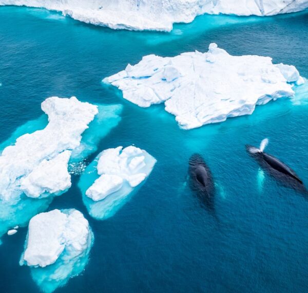 North Pole