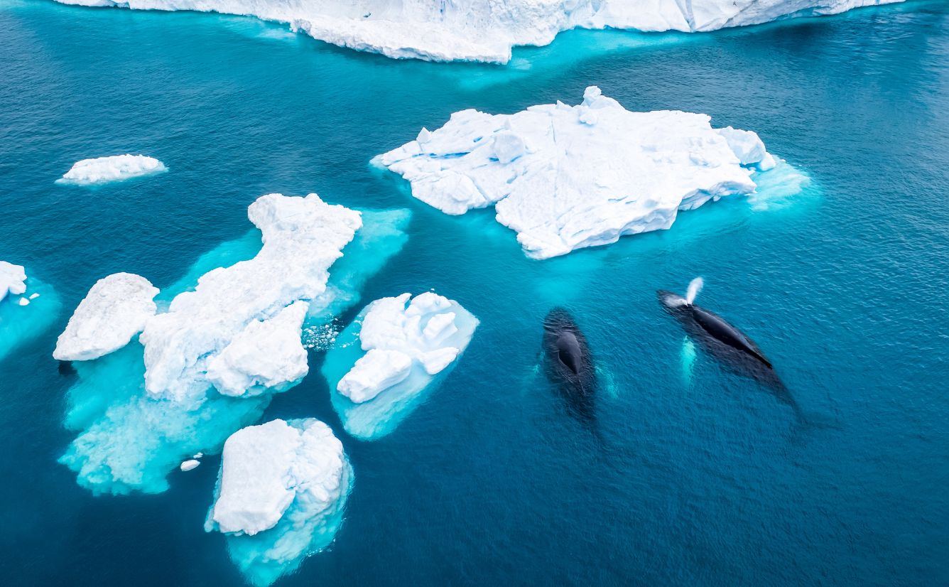 North Pole