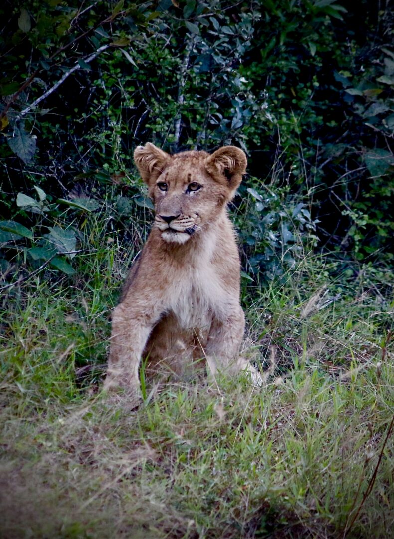 Lion Cub, Phinda Forest Lodge, South Africa