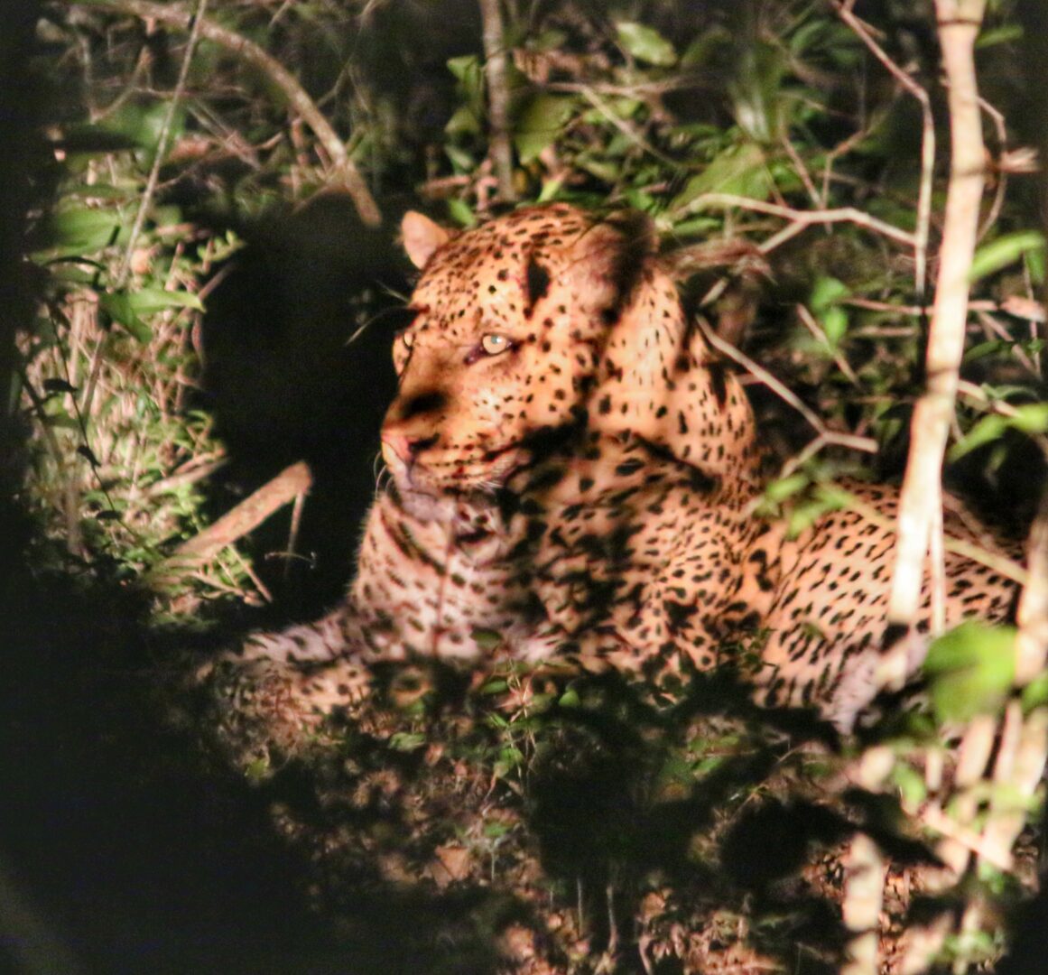 Leopard, Phinda Forest Lodge, South Africa