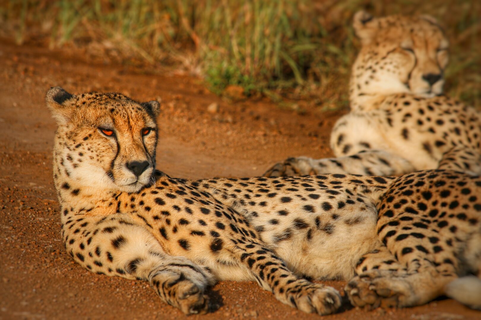 Cheetah, Phinda Forest Lodge, South Africa