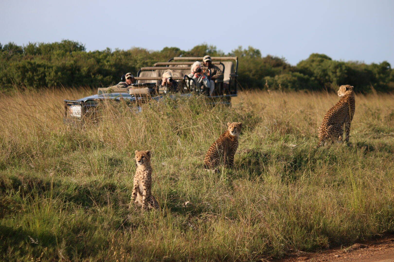 Cheetah sighting, Phinda Forest Lodge, South Africa