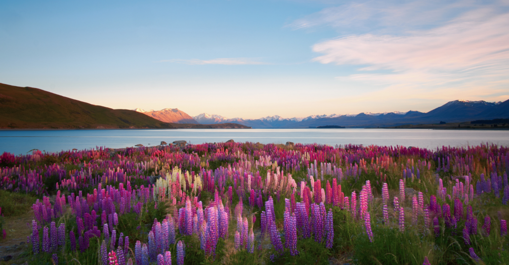 Lake Tekapo surrounded by mountains and colourful lupins in New Zealand’s South Island.