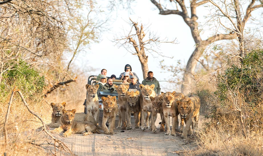 Wilderness Wonders & City Charms: A Family Expedition through the Captivating Cape