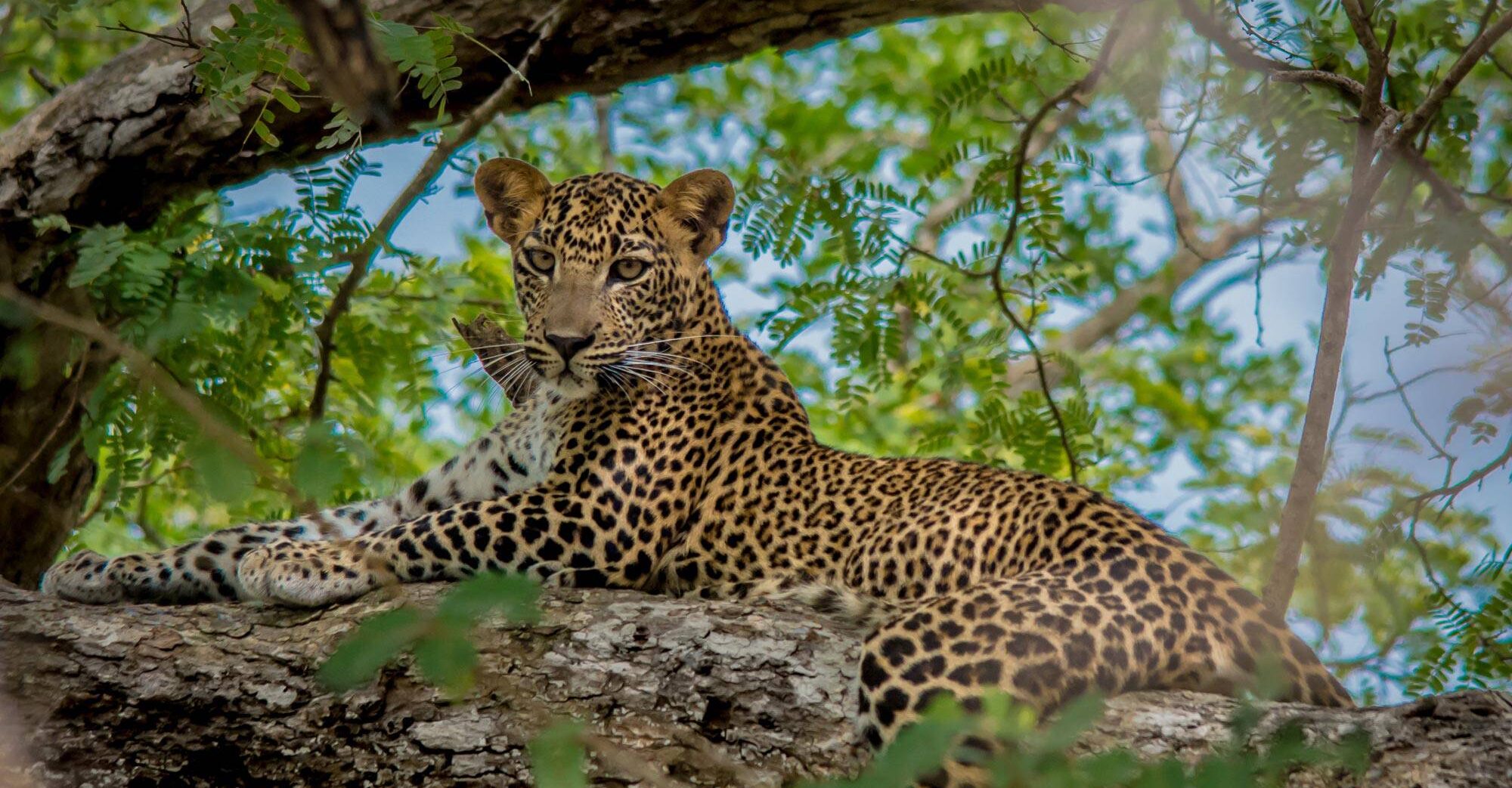 Wilpattu National Park